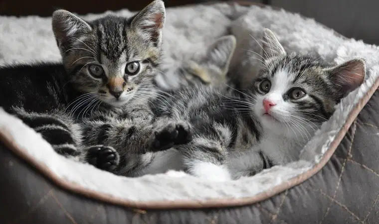 Bilim İnsanlarından Uyarı! Kedilerden İnsanlara Bulaşan Tehlikeli Mantar Hızla Yayılıyor (3)