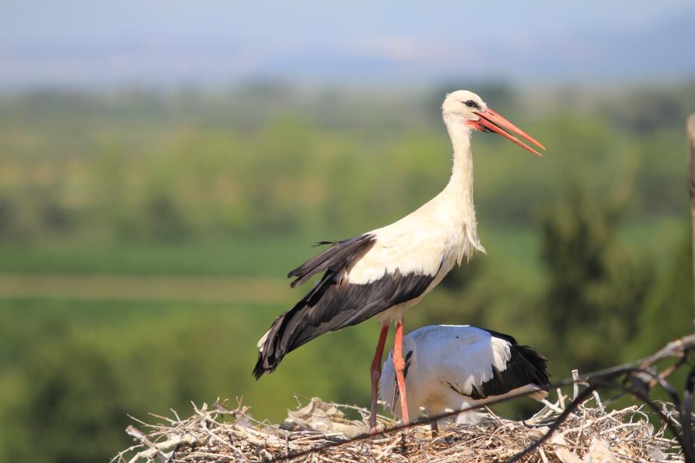 Bolluk Müjdecisi Leylek Sürüsü Bursa Semalarında Görüldü! (2)