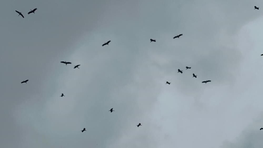 Bolluk Müjdecisi Leylek Sürüsü Bursa Semalarında Görüldü! (3)