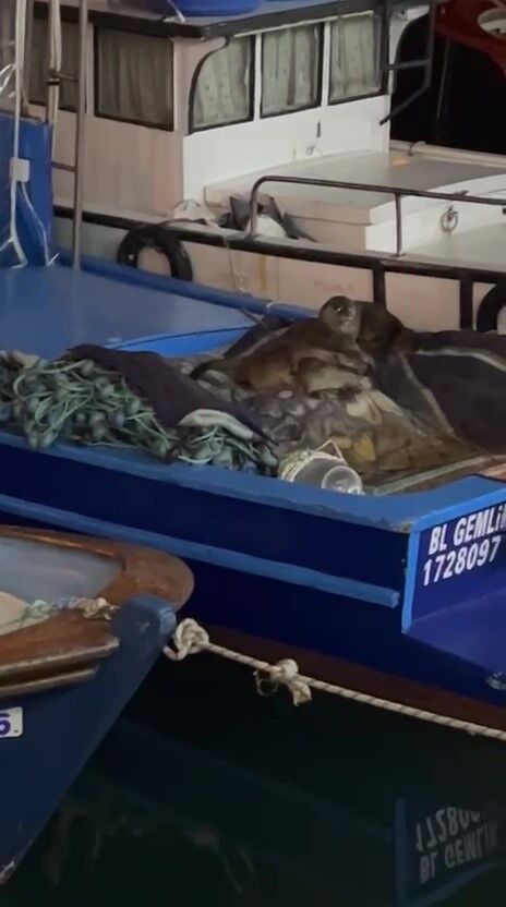 Bursa'da Aç Kalan Anne Su Samuru Ve Yavruları Tekneye Sığındı! (3)