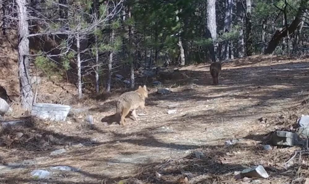 Bursa'da Çakallar Fotokapana Yakalandı! (2)