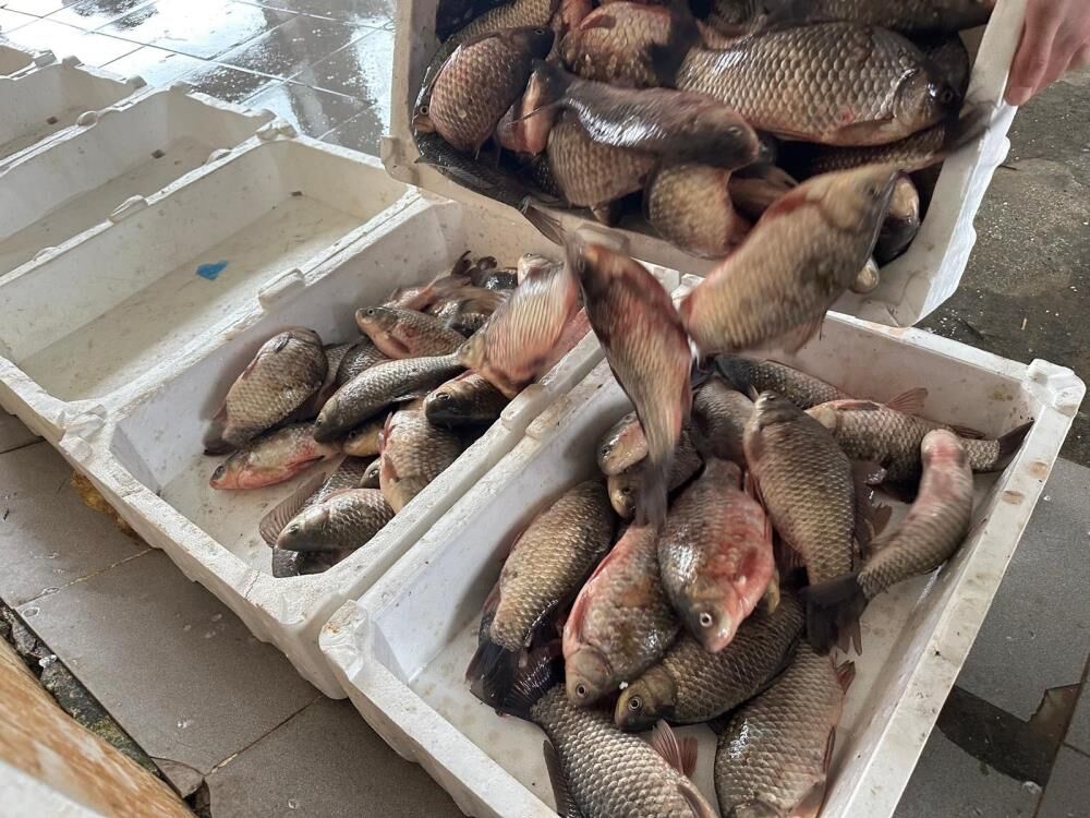 Bursa'da İstilacı İsrail Sazanları Balıkçılara Gelir Kaynağı Oldu! (2)