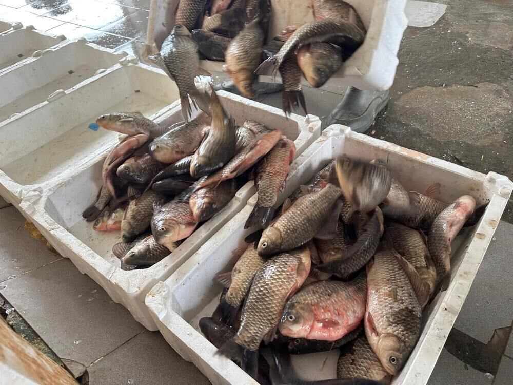 Bursa'da İstilacı İsrail Sazanları Balıkçılara Gelir Kaynağı Oldu! (3)