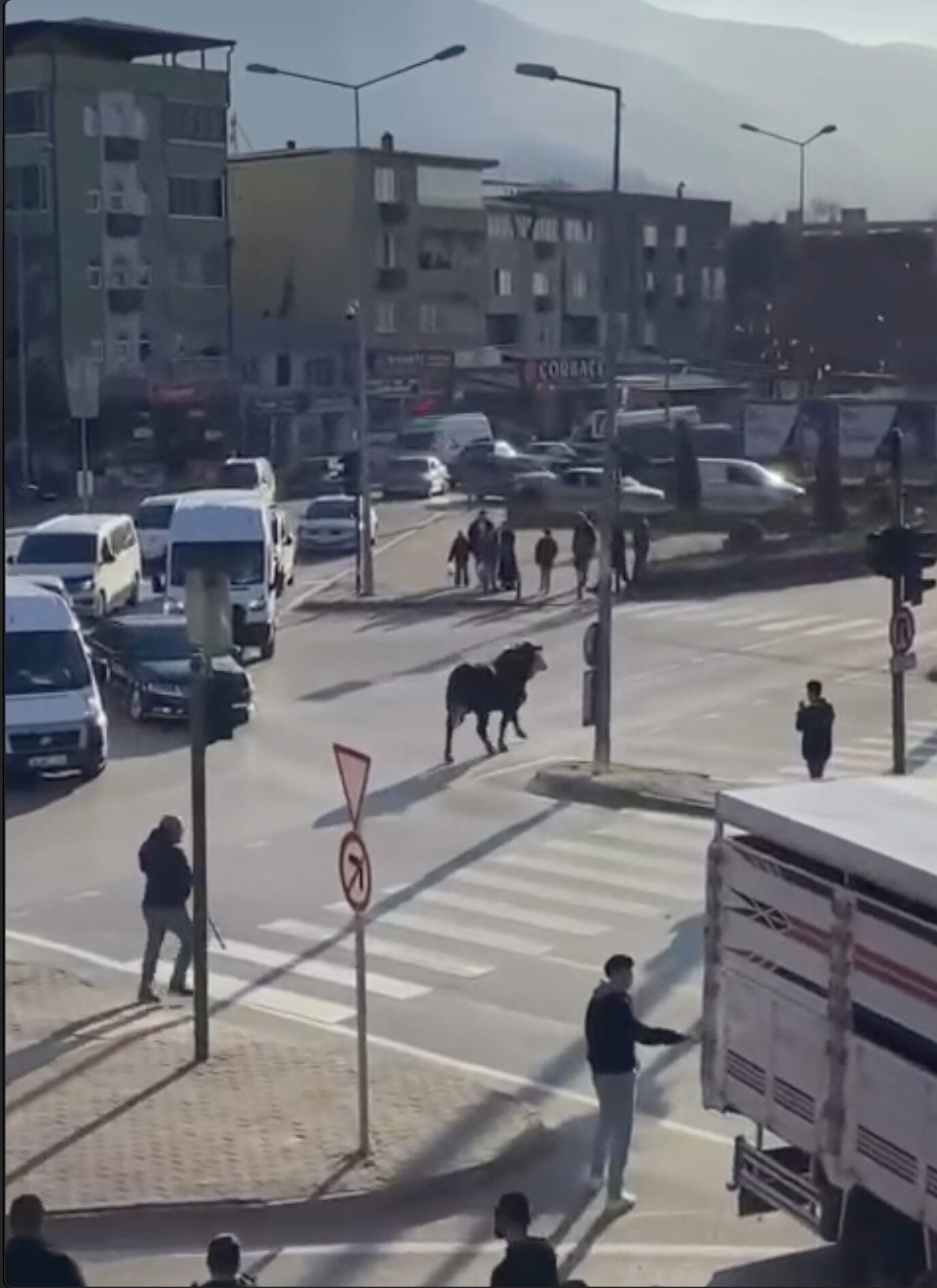 Bursa'da Kaçan Boğa Trafiği Karıştırdı, Ankara Yolunda Metrelerce Koştu (3)