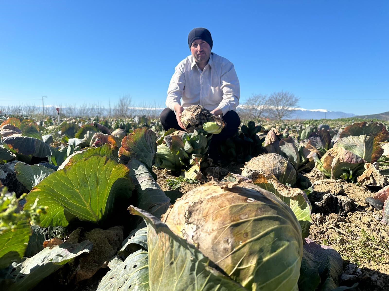 Bursa'da Pazarda 70 Lira Ama Yüzbinlercesi Tarlada Çürüdü Üreticiler Tarım Kredi'ye Çağrı Yaptı (2)