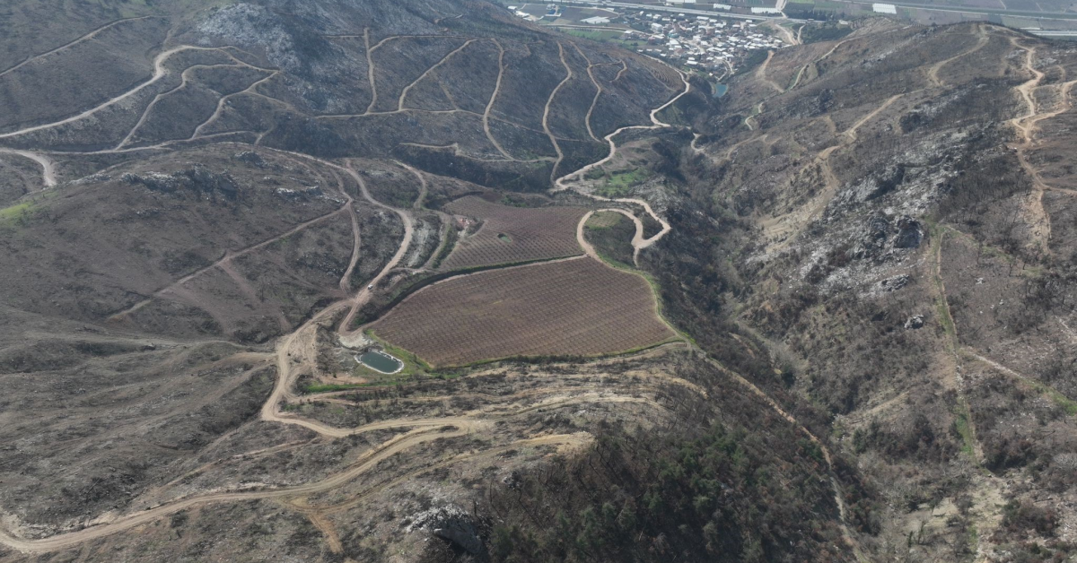 Bursa’da Siyahın Ortasında Pembe İsyan Yangından Kurtulan Bahçeler Çiçek Açtı (2)
