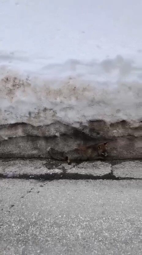 Bursa'da Tilkiye Çarpan Otomobil Sürücüsü Yaralı Halde Bırakıp Kaçtı! (1)