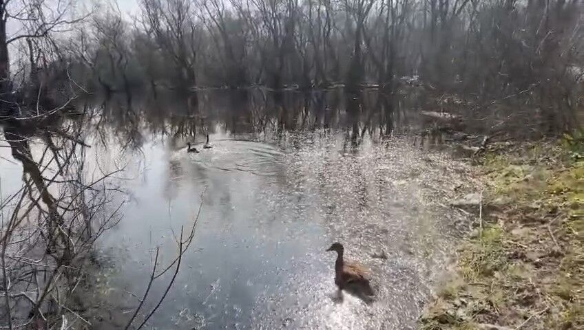 Bursa'da Yaban Hayatına Özgürlük! (3)