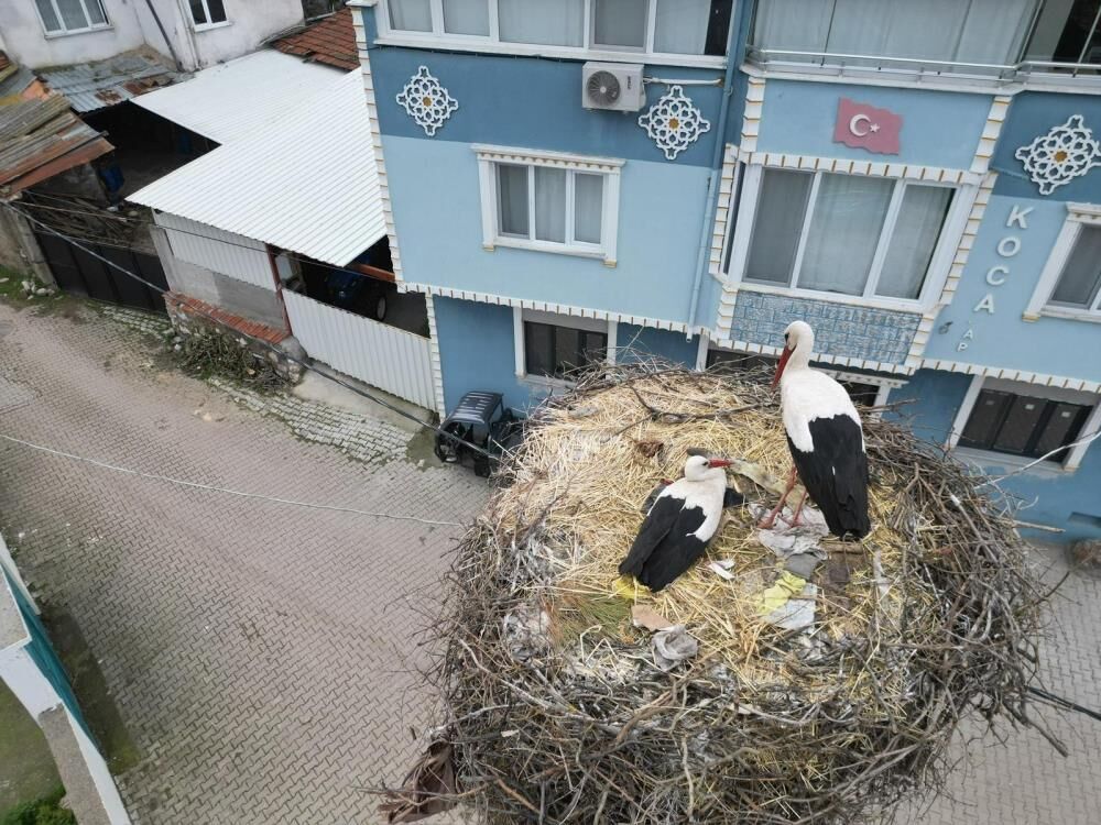 Bursa'da Yaren Leylek Ve Adem Amcaya Büyük Ilgi Duyuluyor! (3)