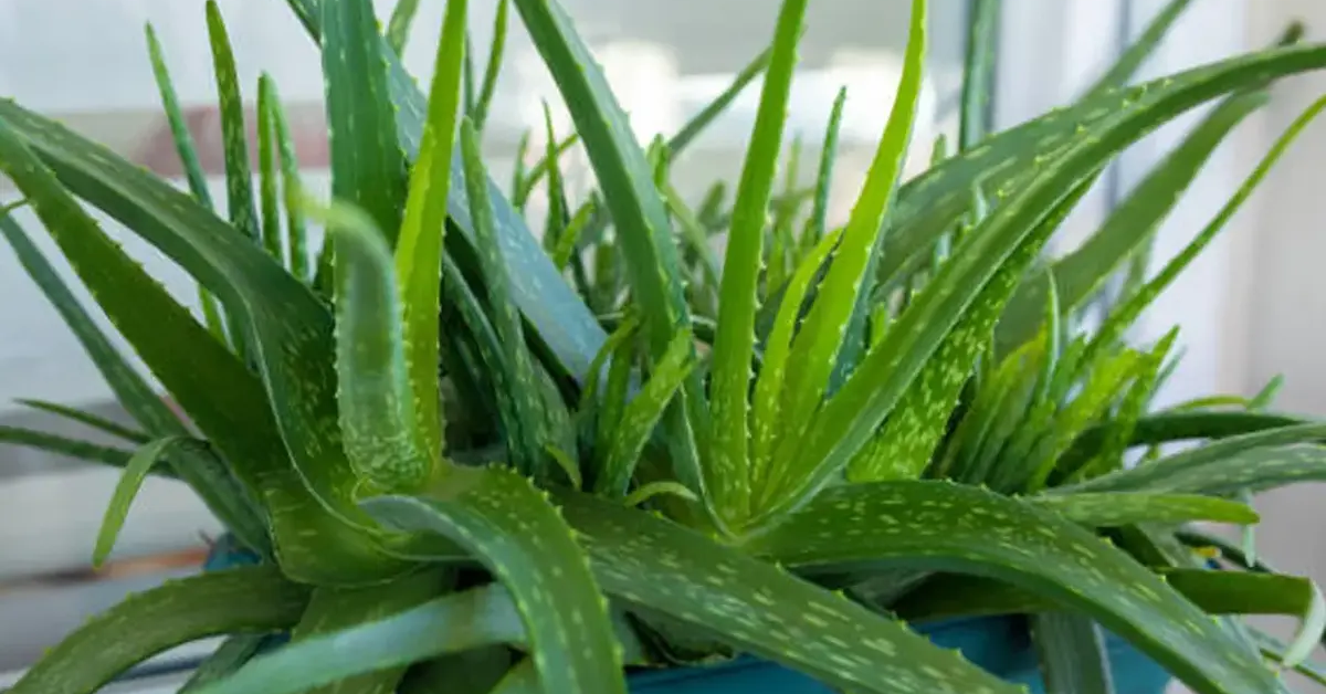 Doğanın Gizli Gücü! Aloe Vera Gerçekten Bu Kadar Faydalı Mı İşte Vücudunuza Etkileriyle Şaşırtan Bitki2 Gencgazete