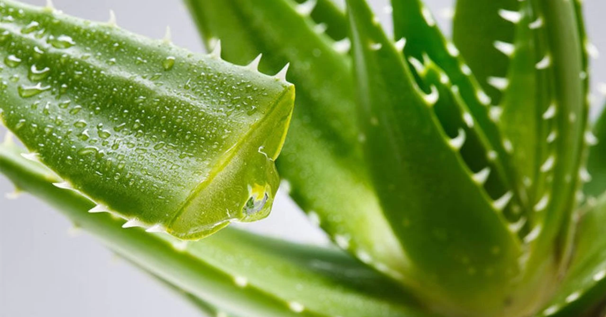 Doğanın Gizli Gücü! Aloe Vera Gerçekten Bu Kadar Faydalı Mı İşte Vücudunuza Etkileriyle Şaşırtan Bitki3 Gencgazete