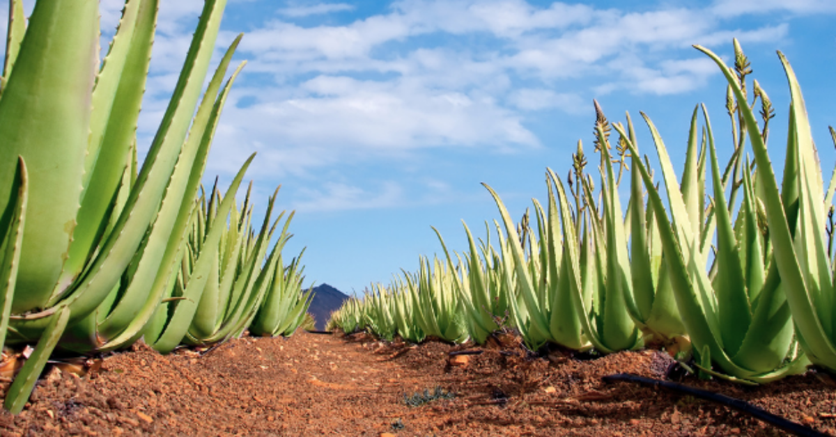 Doğanın Gizli Gücü! Aloe Vera Gerçekten Bu Kadar Faydalı Mı İşte Vücudunuza Etkileriyle Şaşırtan Bitki4 Gencgazete