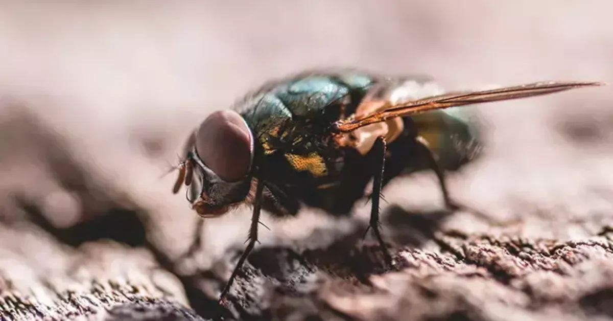 Evde Sinekler Neden Akşamları Artar1 Gencgazete