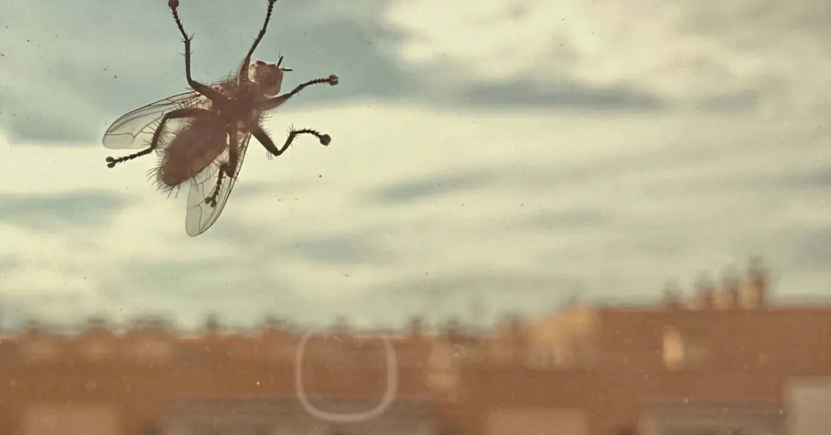 Evde Sinekler Neden Akşamları Artar4 Gencgazete