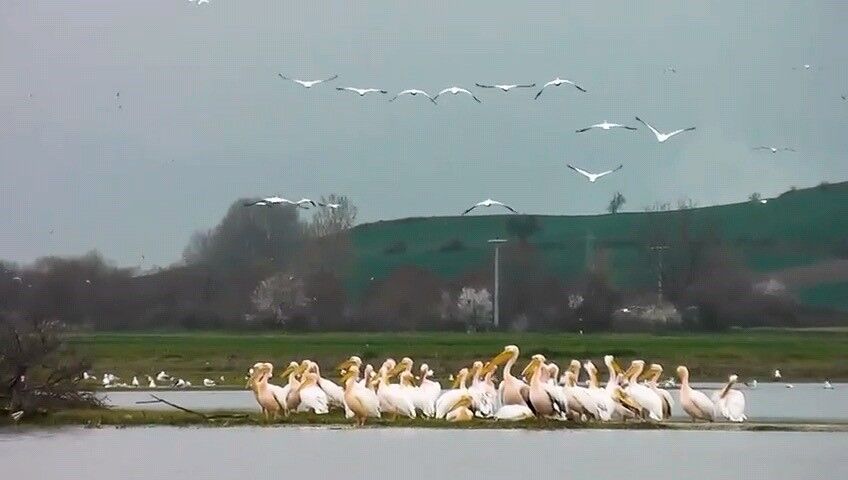 Göç Eden Pelikanlar İnegöl'de Mola Verdi.. (2)