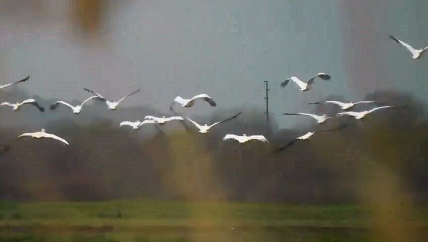 Göç Eden Pelikanlar İnegöl'de Mola Verdi.. (3)