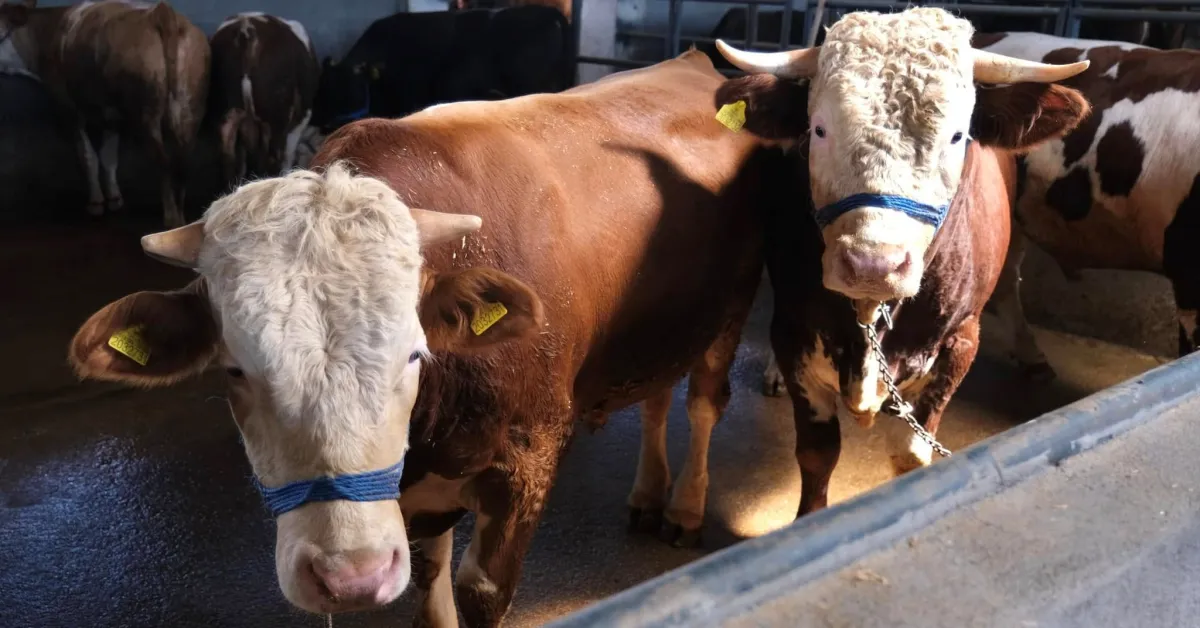 İnegöl Belediyesi Hayvan Pazarı Kotra İhalesi 8 Nisan’da Yapılacak (2)