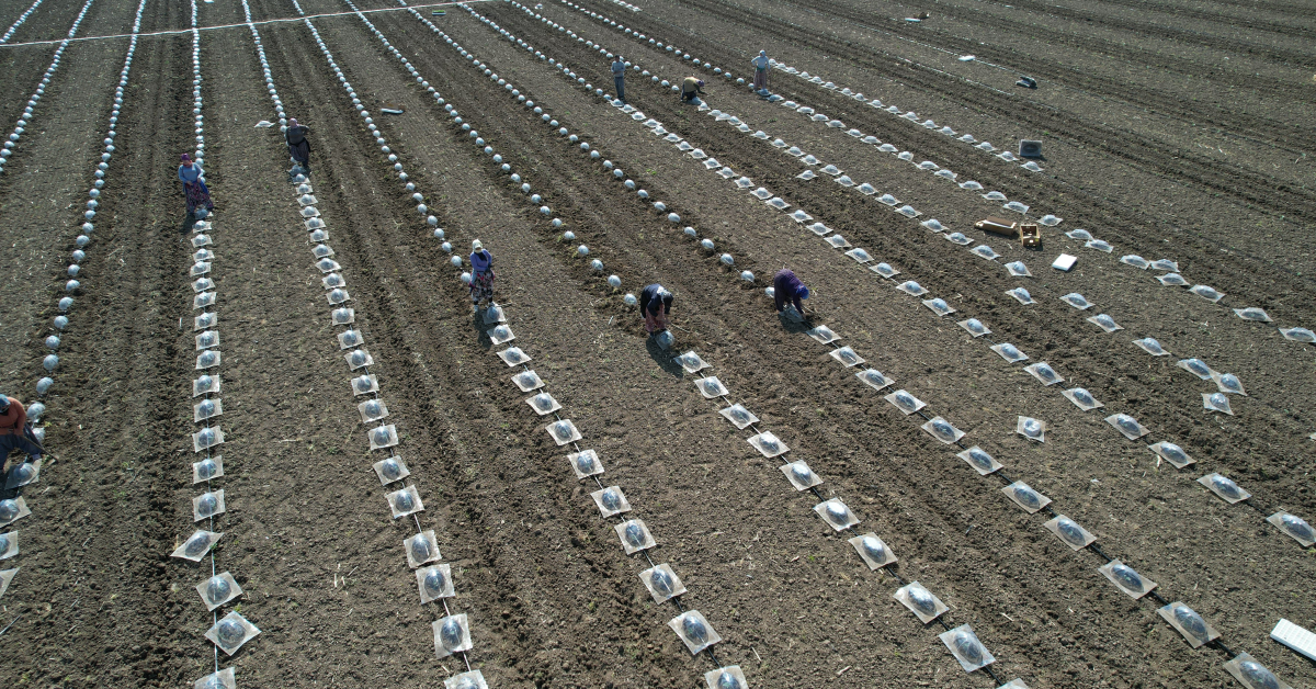 Karacabey Ovası’nda Turfanda Karpuz Ekimi Başladı Maliyetler Ikiye Katlandı (1)