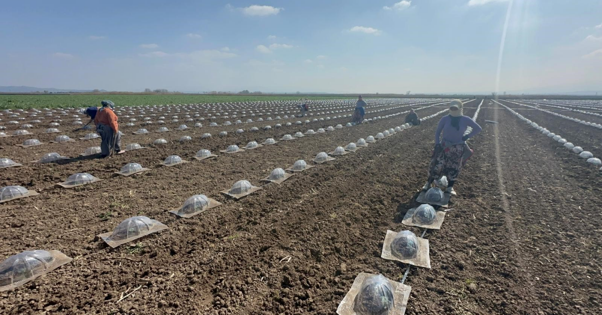 Karacabey Ovası’nda Turfanda Karpuz Ekimi Başladı Maliyetler Ikiye Katlandı (2)