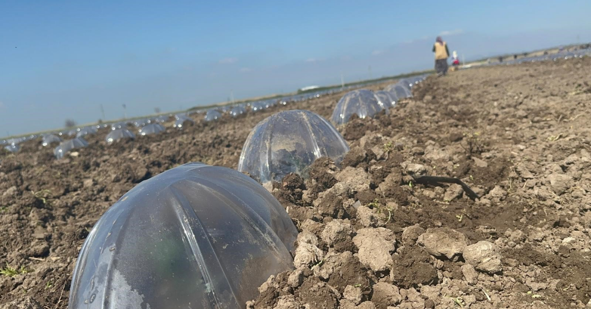 Karacabey Ovası’nda Turfanda Karpuz Ekimi Başladı Maliyetler Ikiye Katlandı (3)
