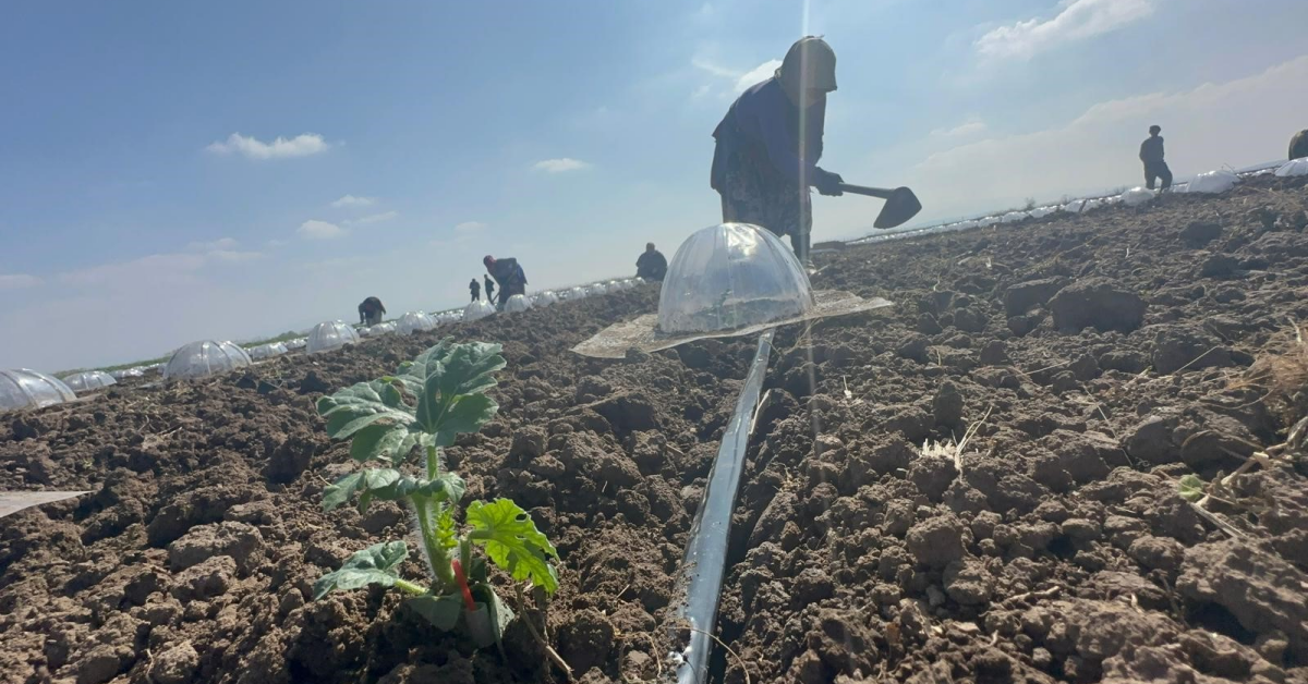 Karacabey Ovası’nda Turfanda Karpuz Ekimi Başladı Maliyetler Ikiye Katlandı (4)