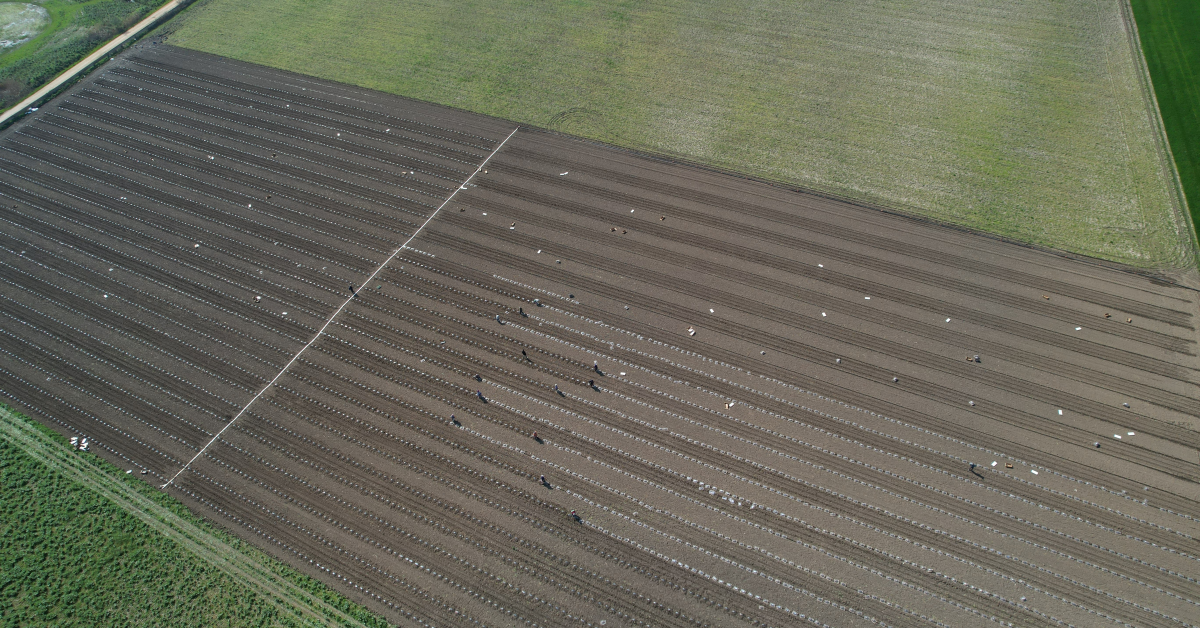 Karacabey Ovası’nda Turfanda Karpuz Ekimi Başladı Maliyetler Ikiye Katlandı (5)