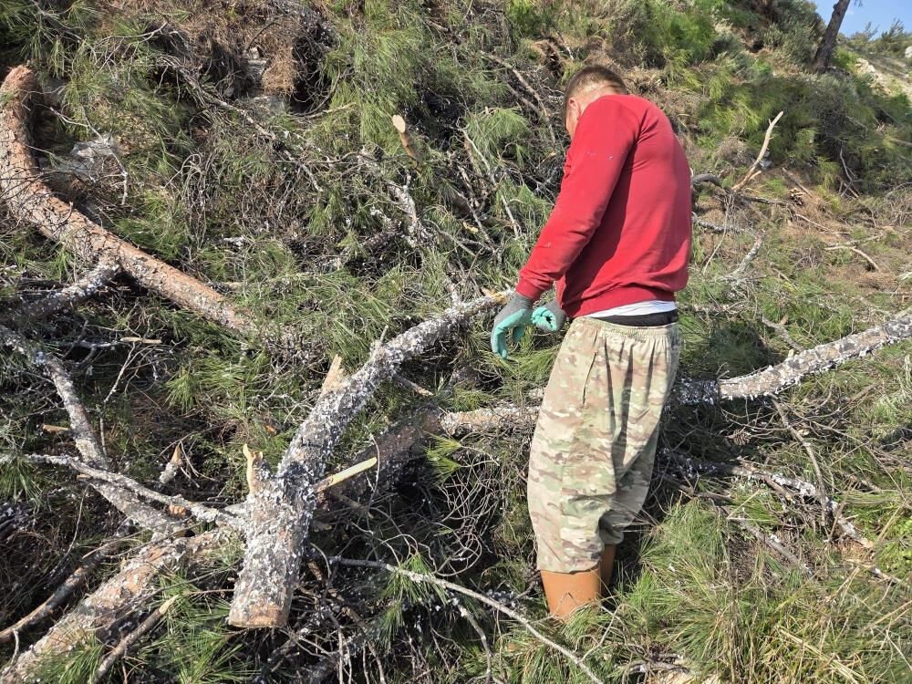 Kesilen Basralı Dallar Arıcılar Için Ormana Bırakıldı (3)