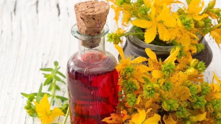 Kırmızı Kantaron Yağı Nedir Faydaları Nelerdir, Neye İyi Gelir (1)