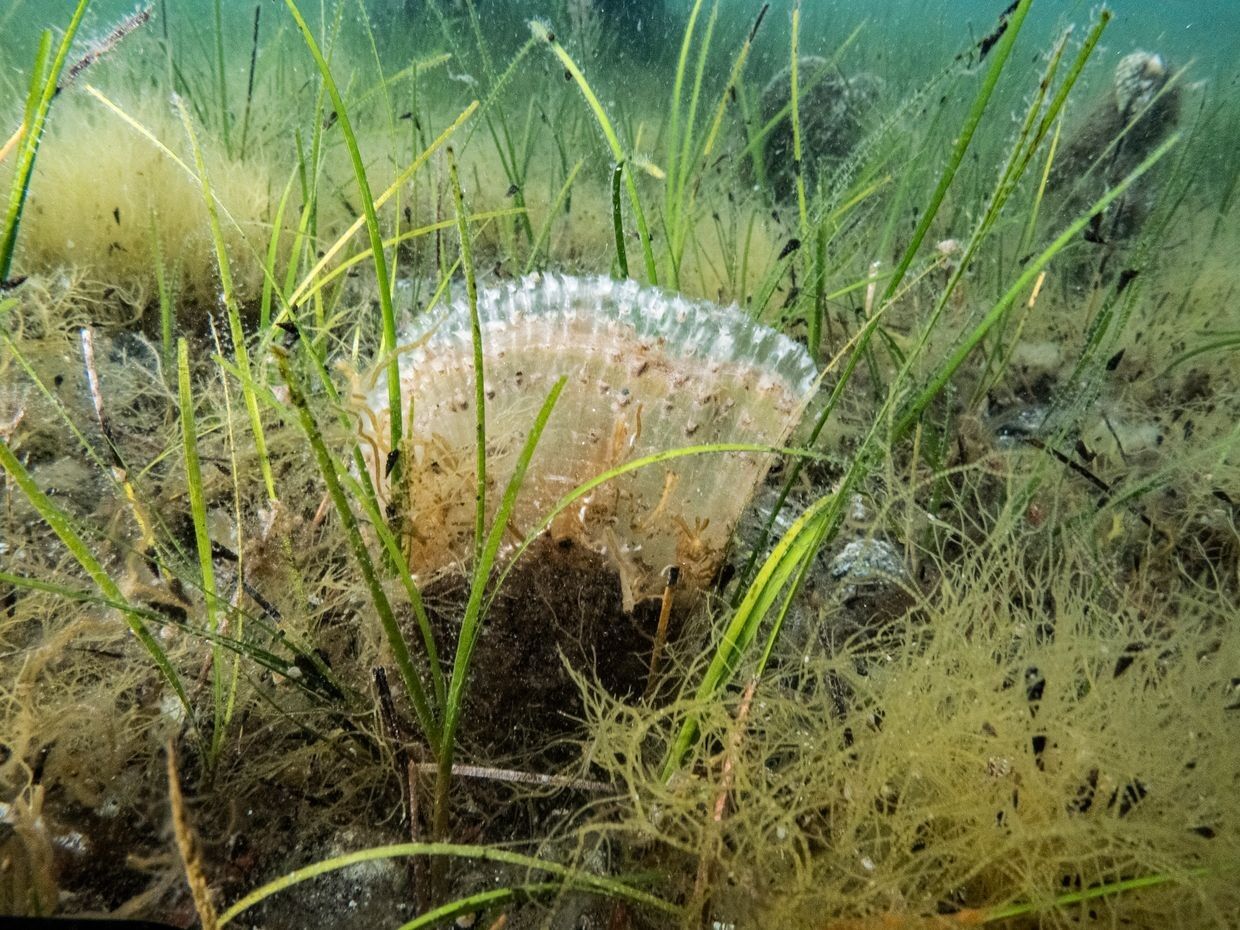 Marmara Denizi’nde Kullanılan Kaçak Av Aracı Yakalandı (4)
