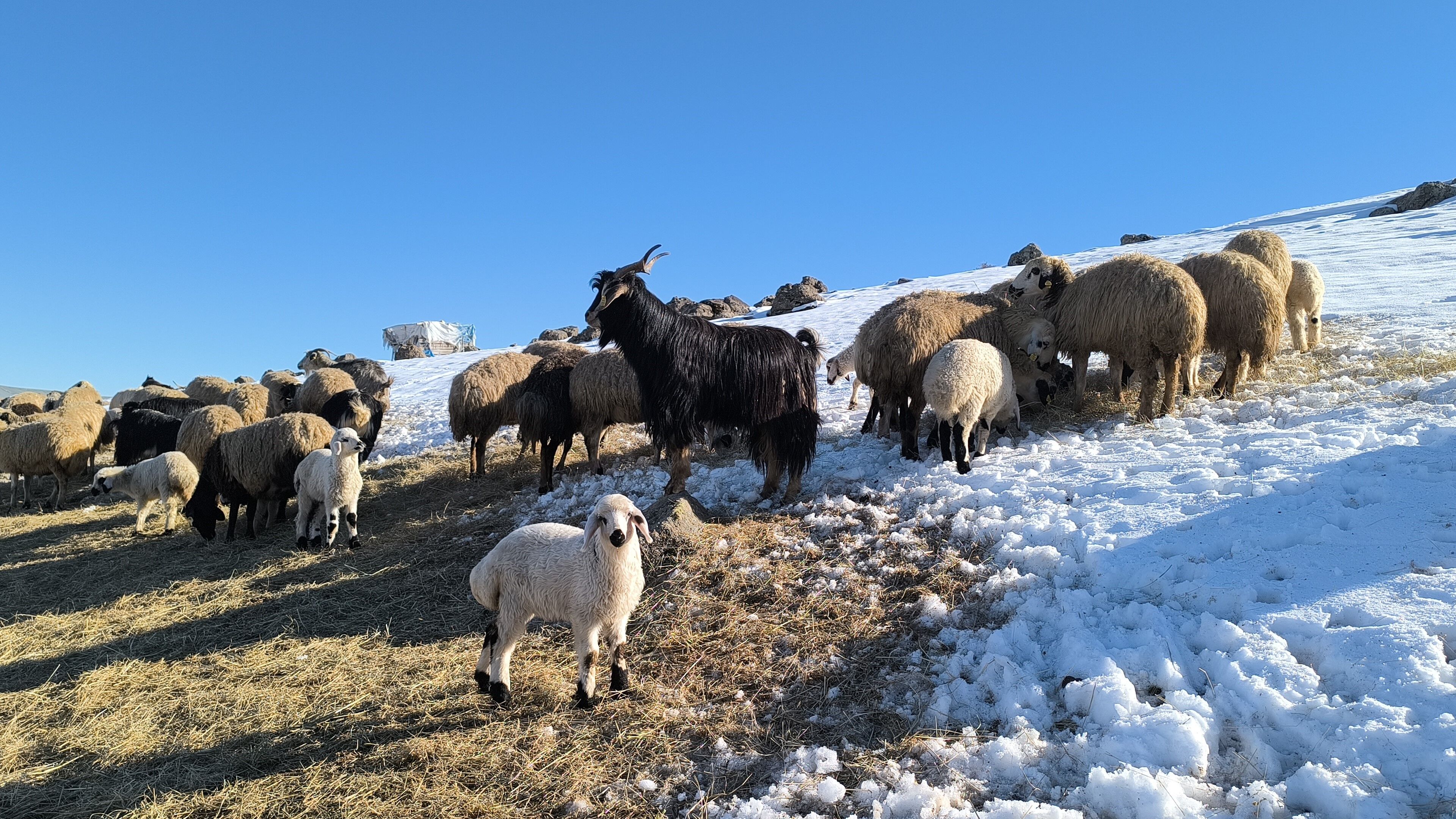 Muş’ta Besiciler Baharı Beklerken Yeniden Kışa Geldi (2)