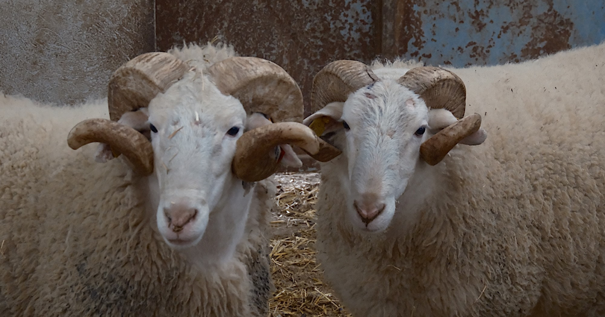 Rekor Kıran Merinos Koçları 25 Mart’ta Satışta (3)