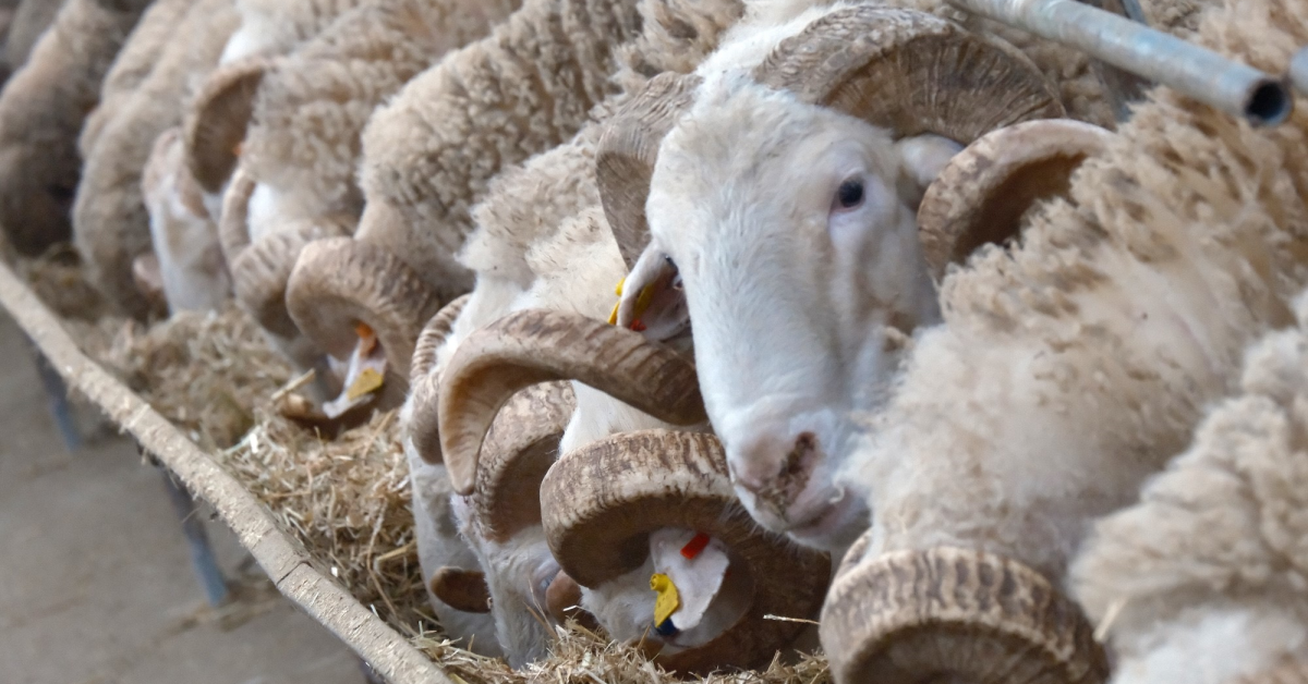 Rekor Kıran Merinos Koçları 25 Mart’ta Satışta (4)