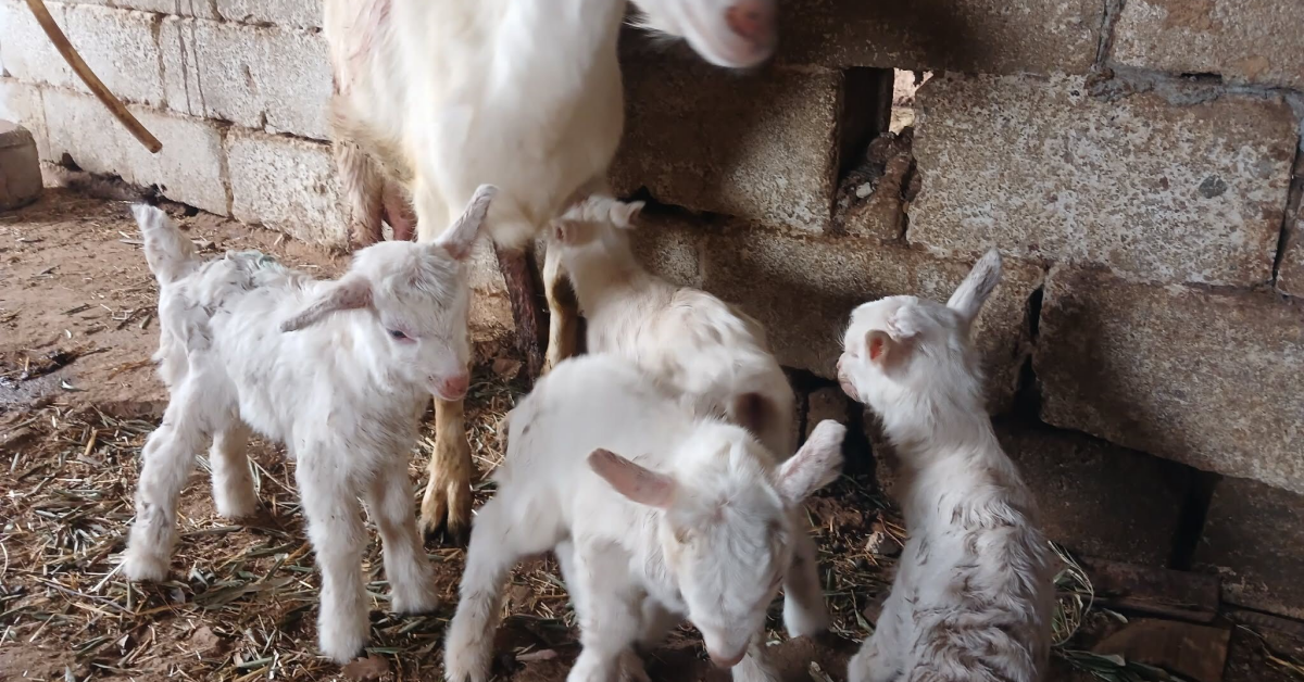 Saanen Keçisinden Sürpriz Bir Batında Dördüz Doğurdu! (1)
