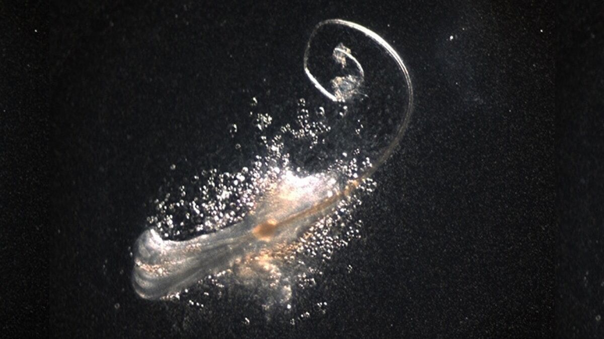 Saç Ekimi Tarih Mi Oluyor Bilim İnsanları Laboratuvarda Gerçek Saç Kökü Üretmeyi Başardı (1)-1