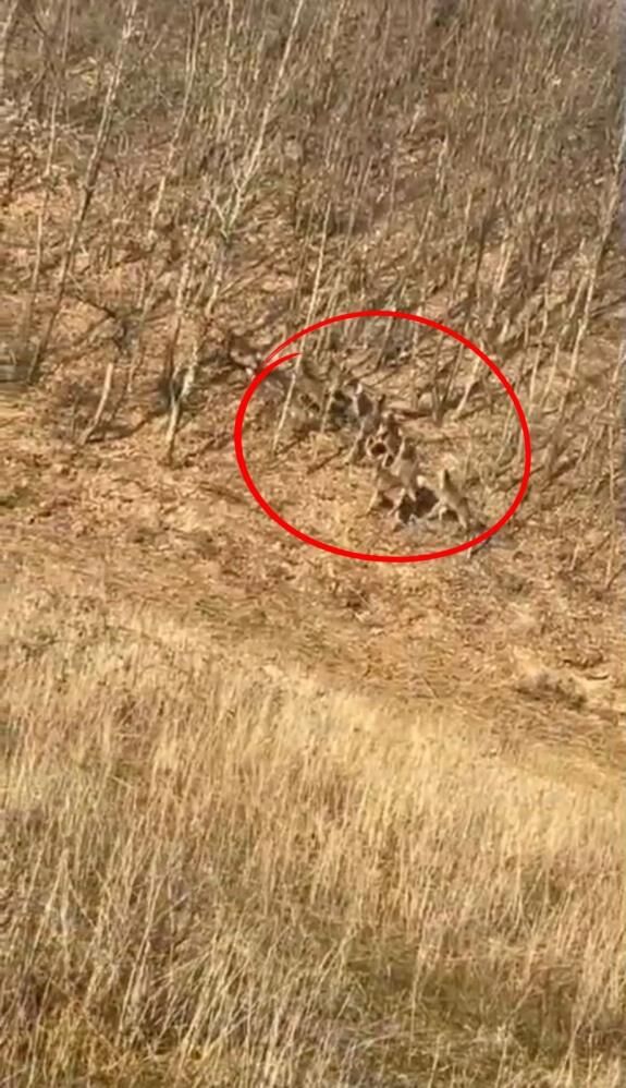 Vatandaşlara Heyecan Dolu Anlar Yaşattı!! (1)