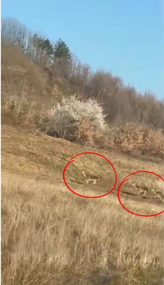 Vatandaşlara Heyecan Dolu Anlar Yaşattı!! (2)