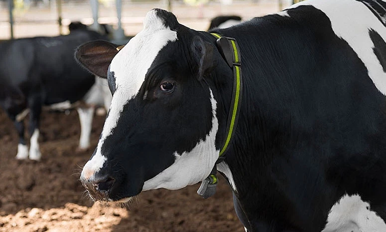 Yapay Zeka Hayvancılığa Girdi! İnekleri Artık Akıllı Tasmalar Yönetiyor (1)