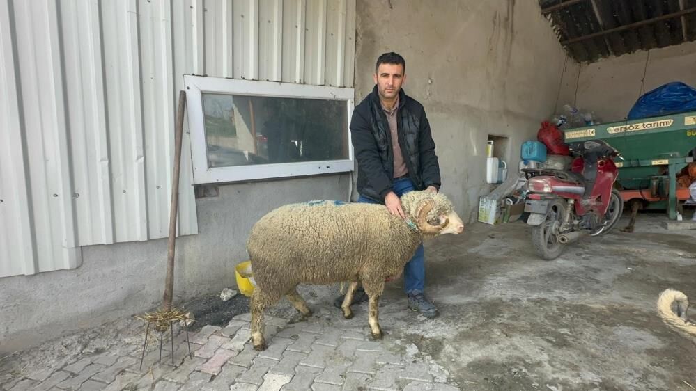 57 Yıldır Safkan Damızlık Karacabey Merinosu Yetiştiriyorlar! (3)