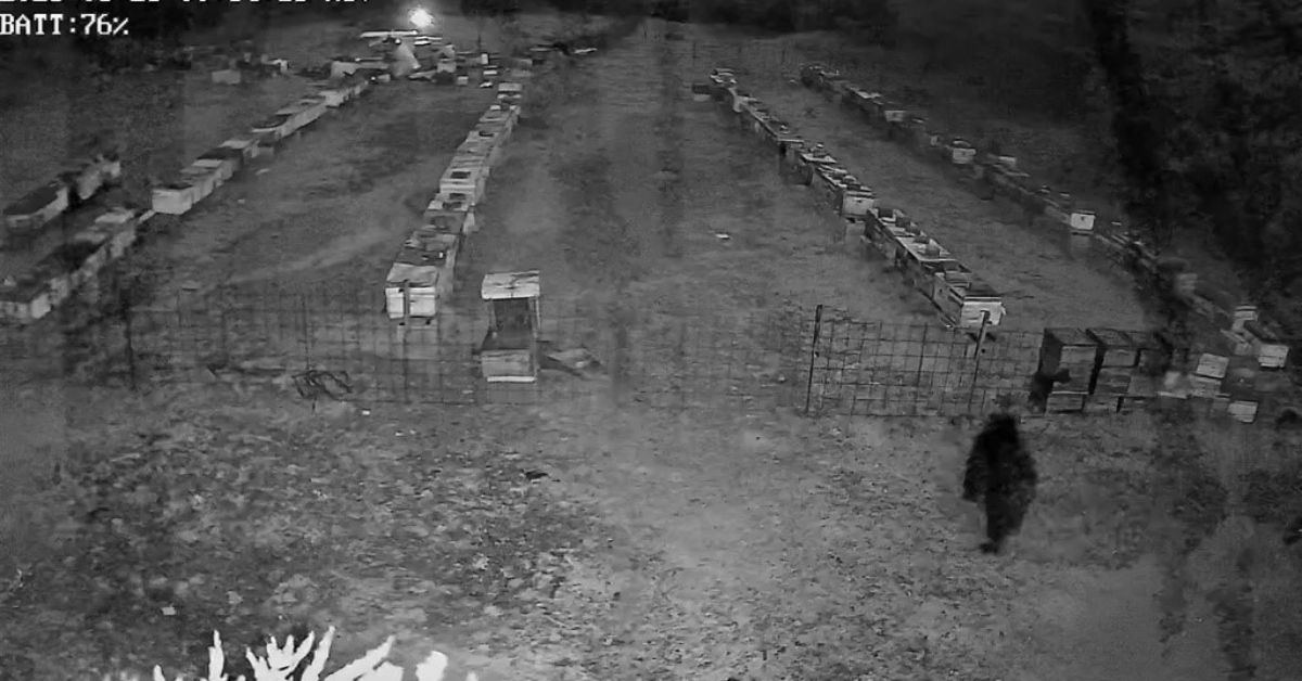 Bursa'da Arı Çiftliğine Giren Ayı Ailesi Elektrikli Tellere Takıldı (1)