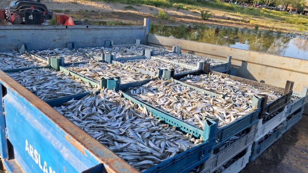 Bursa’da Balıkçılar “Vira Bismillah” Dedi! Gümüş Balığı Yüz Güldürdü (1)