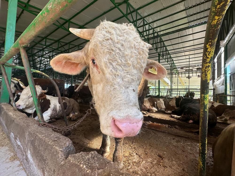 Bursa’da Dikkat Çeken Kurbanlık! Dev Boğa Uygun Fiyata Satıldı.. (5)