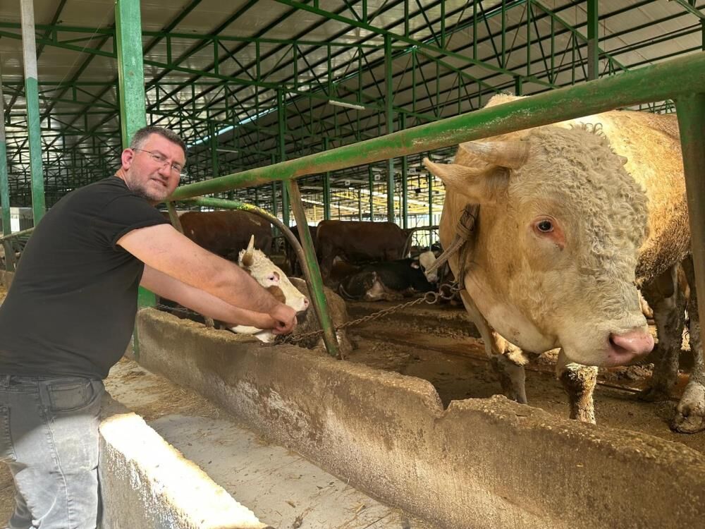 Bursa’da Dikkat Çeken Kurbanlık! Dev Boğa Uygun Fiyata Satıldı.. (6)