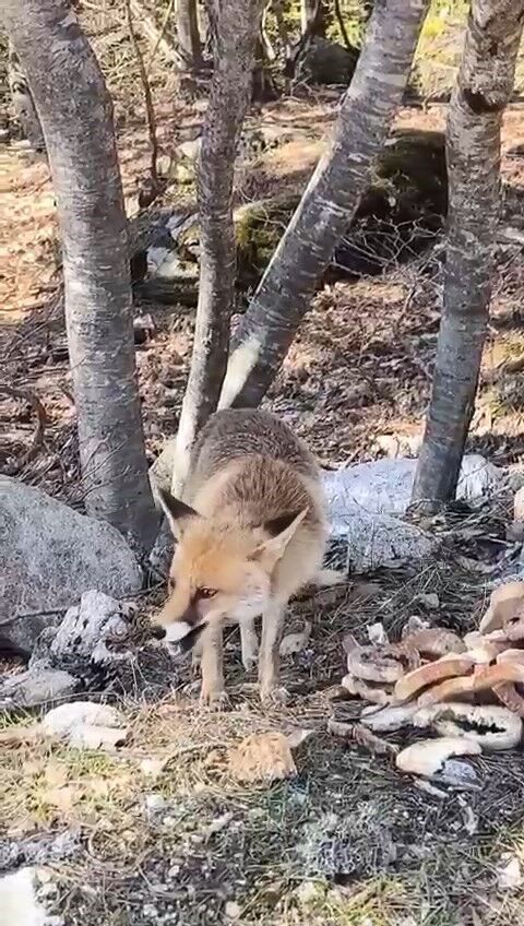 Bursa'da Ilginç Görüntüler! (4)