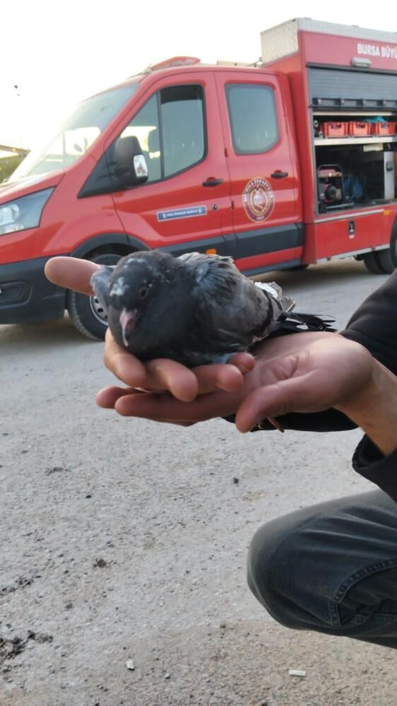 Bursa'da Köprü Altında Asılı Kalan Güvercinler İçin Ekipler Seferber Oldu! (3)