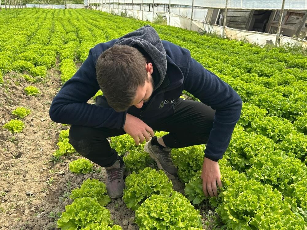 Bursa’da Marul Altın Değerinde! Tarlada Fiyat 35 Tl’ye Çıktı (1)