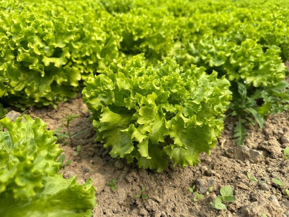 Bursa’da Marul Altın Değerinde! Tarlada Fiyat 35 Tl’ye Çıktı (4)