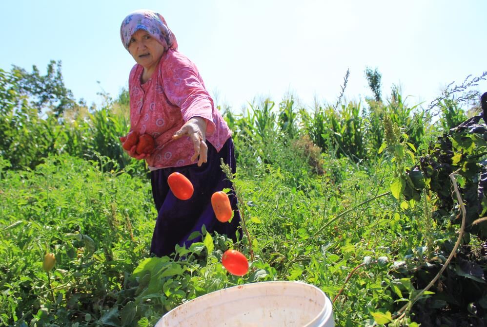 Bursa'da Salçalık Domates Ekiminde Serbestin Fazla Olması Bekleniyor! (3)