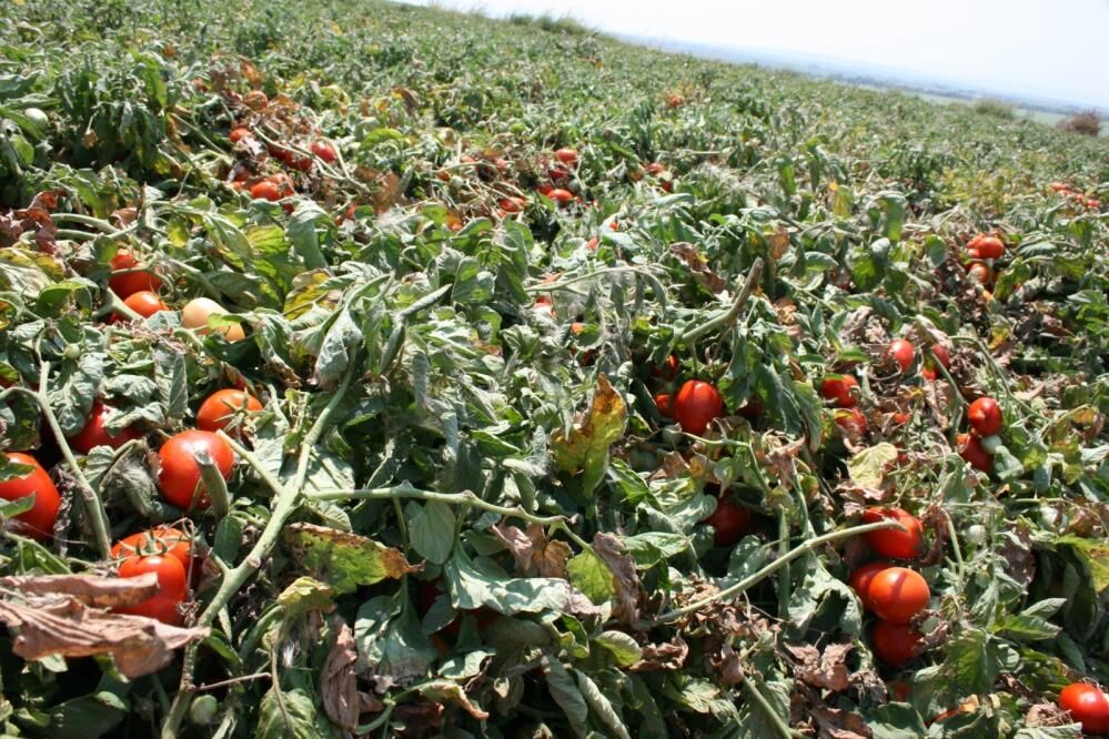 Bursa'da Salçalık Domates Ekiminde Serbestin Fazla Olması Bekleniyor! (4)