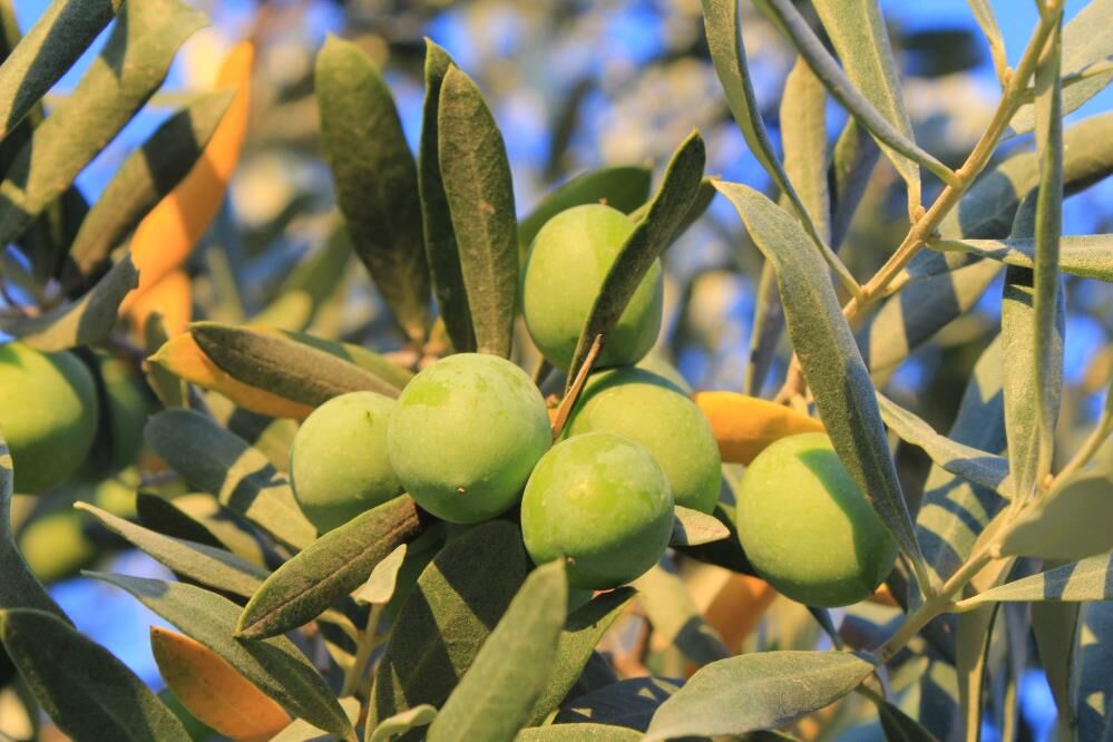 Bursa’da Şok Eden Veri! 1 Kilo Zeytin İçin Binlerce Su Harcanıyor (1)