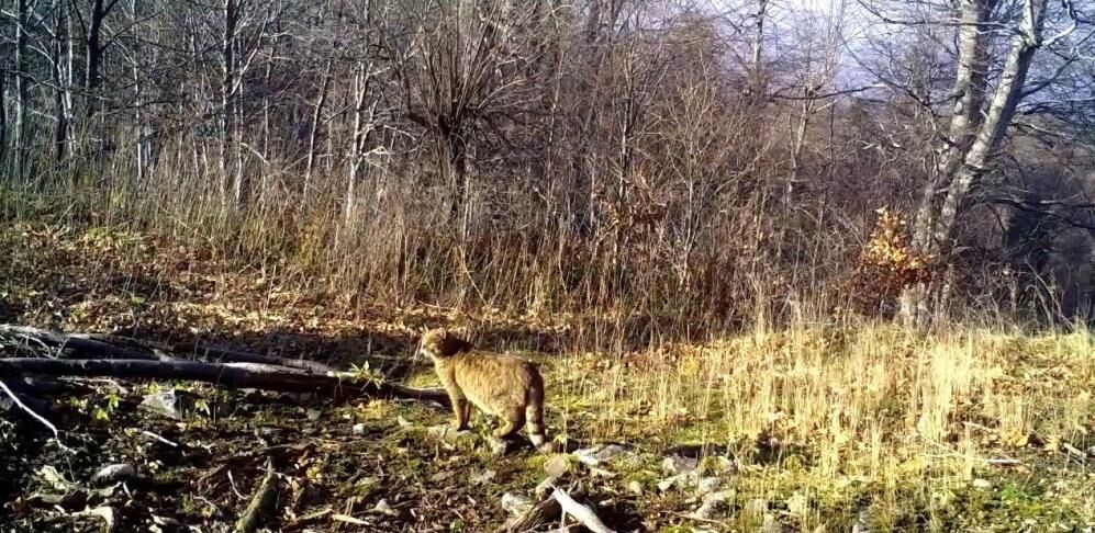 Bursa'da Yaban Kedisi Görüntülendi! (2)